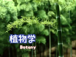 Download Video: 植物学3——茎和叶