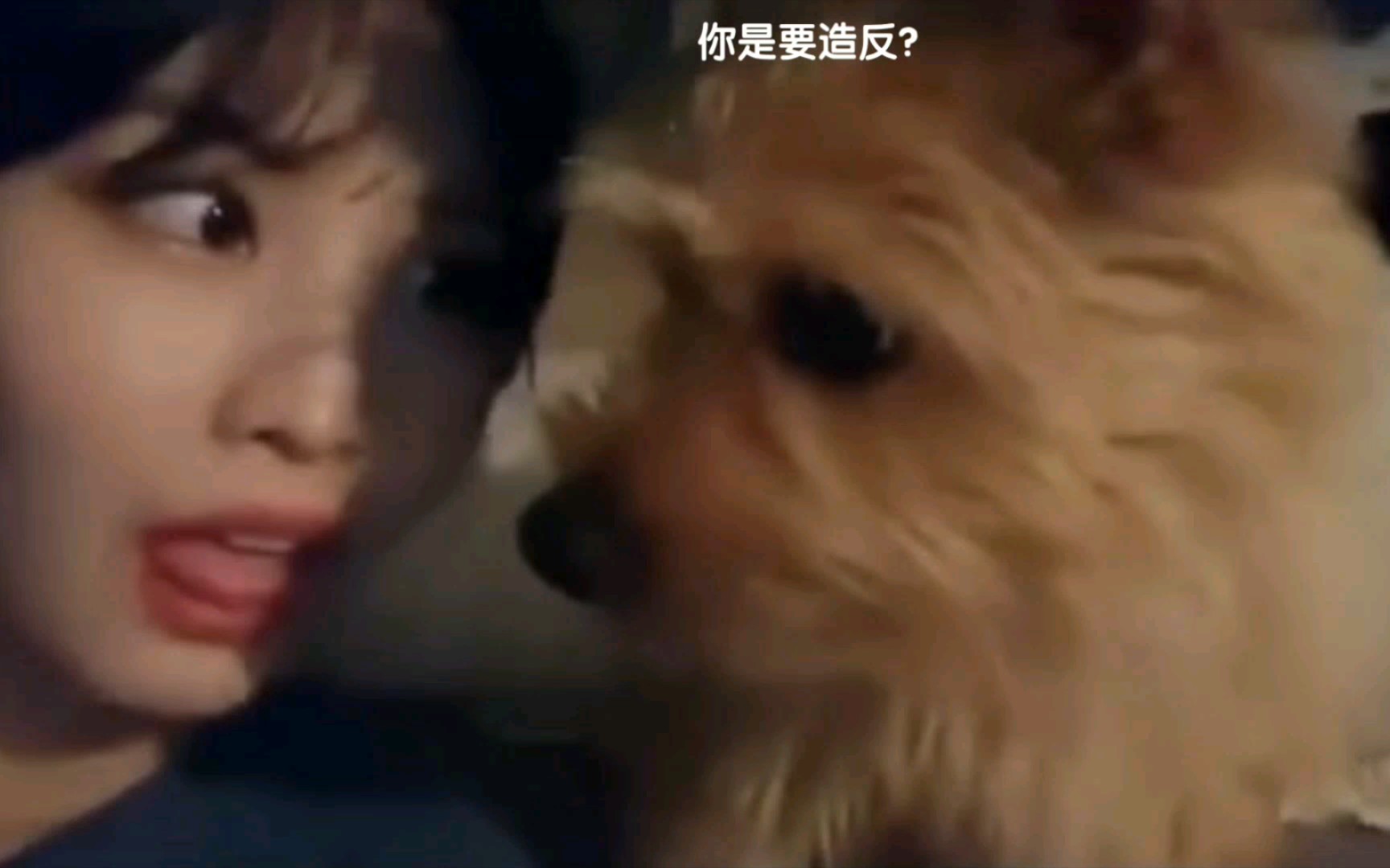 [图]《平井桃》 能把自己的狗🐶整抑郁😏 BOO：这人什么档次？竟然学我做一样的动作？笑发财了 😂😂😂