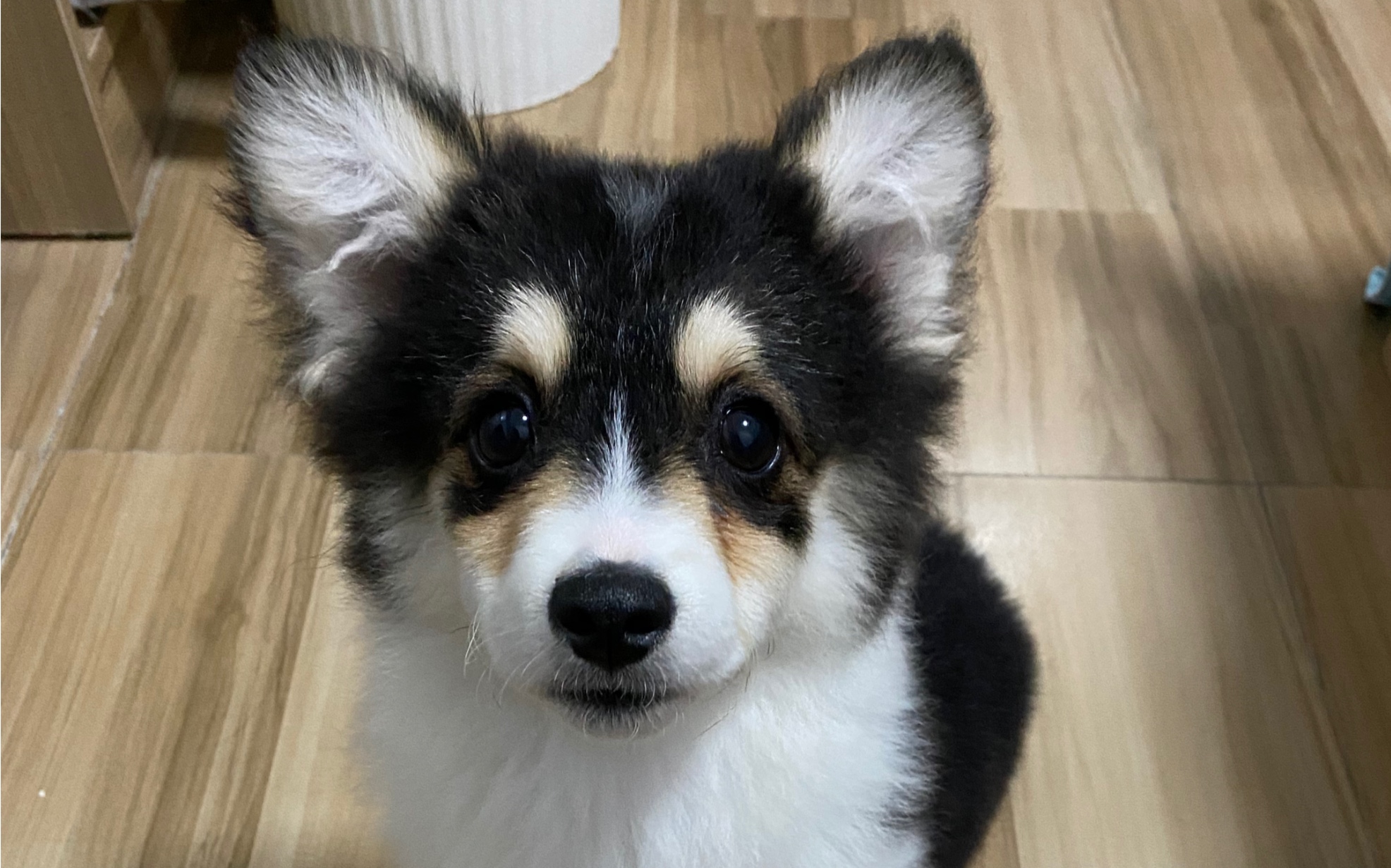 这就是柴犬和柯基的结合体吗?