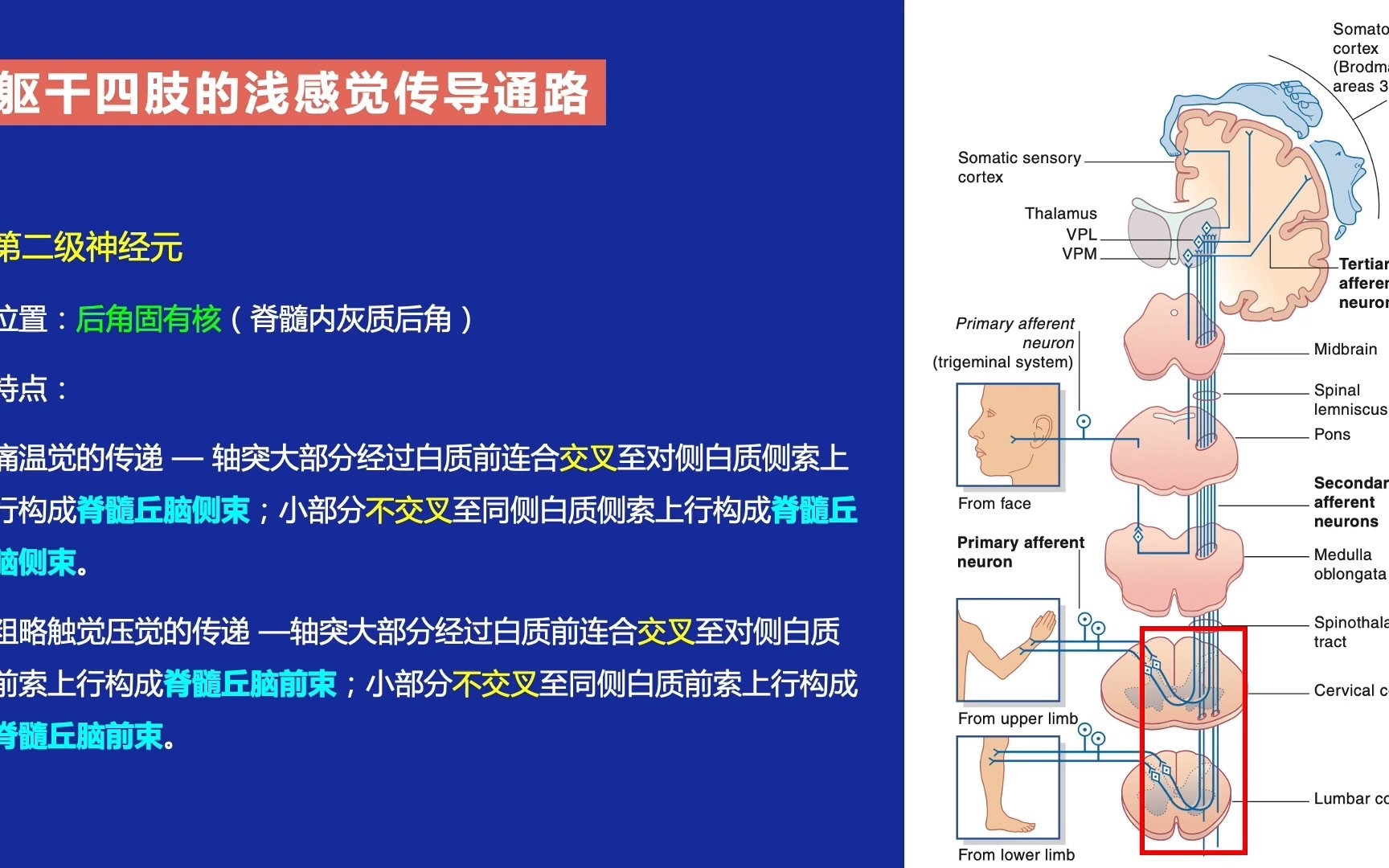 神经系统第二十六期|神经传导通路浅感觉2|解剖慢慢学哔哩哔哩bilibili