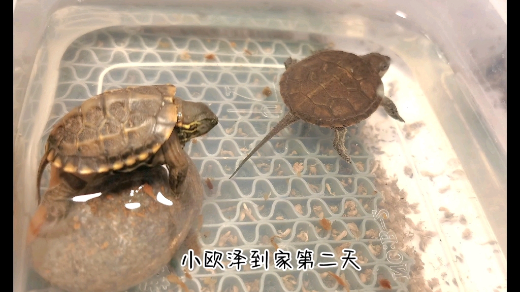 欧洲泽龟(小欧泽苗下水啦)