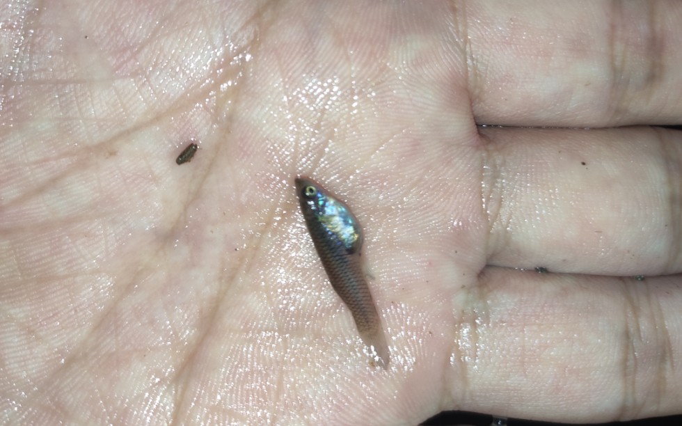 你肯定没见过的幼年斗鱼