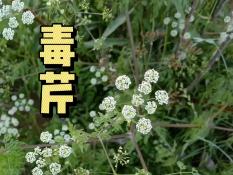 小心!毒芹不是普通的野菜,了解这些能救命