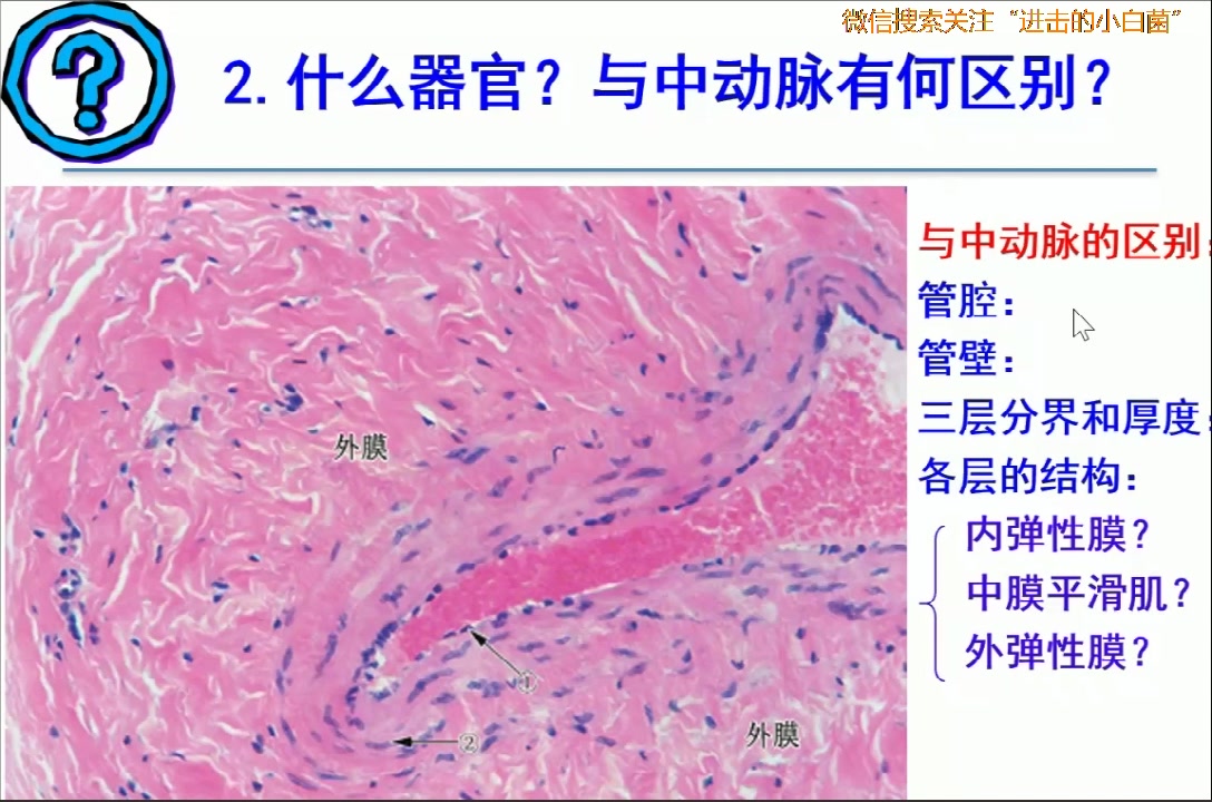 [图]组胚第二次实验课（下）