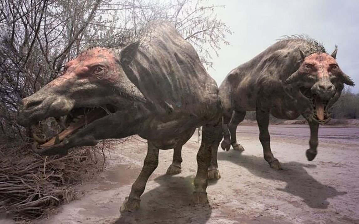 史前巨猪科"恶霸"凶齿豨_哔哩哔哩_bilibili