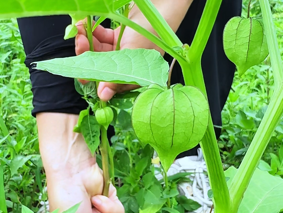 灯笼草在农村深得老人家的喜爱,果实像一个个挂着的小灯笼