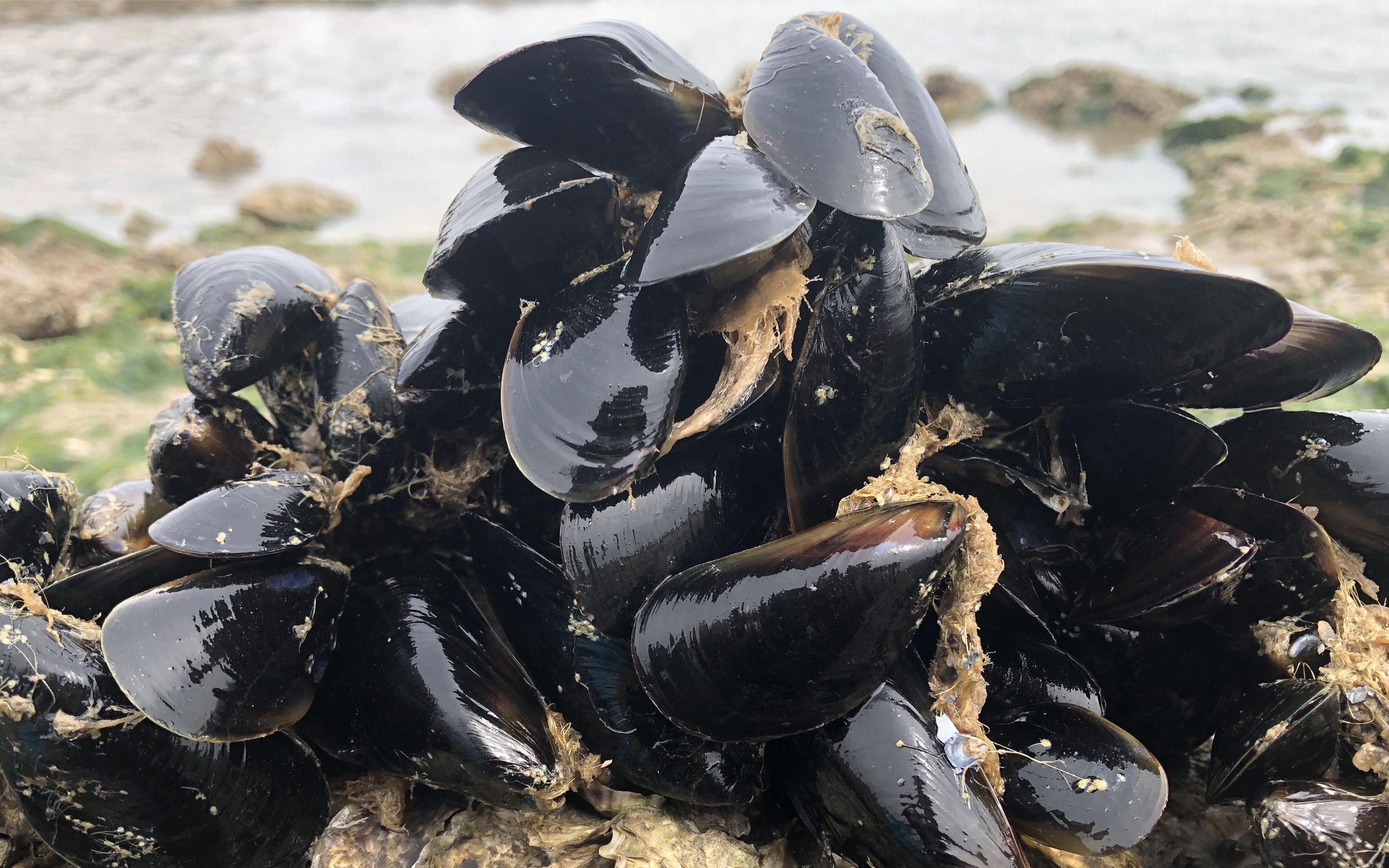 冬天海虹都成大串了二哥赶海来抓了一桶够吃好几天了真过瘾