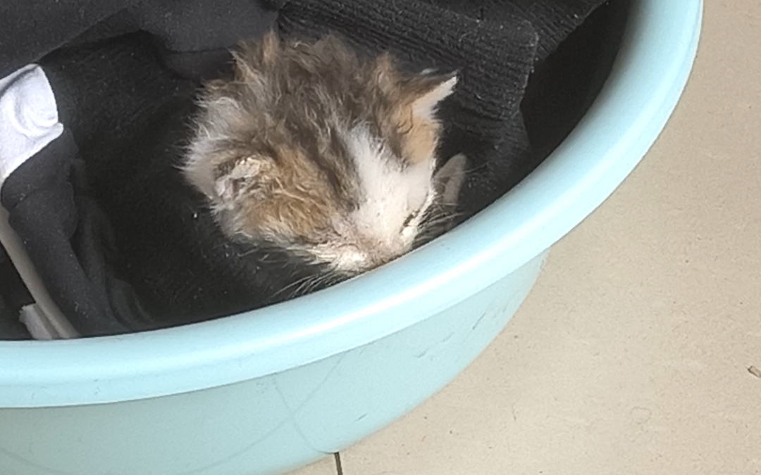 捡到小猫咪 第二天