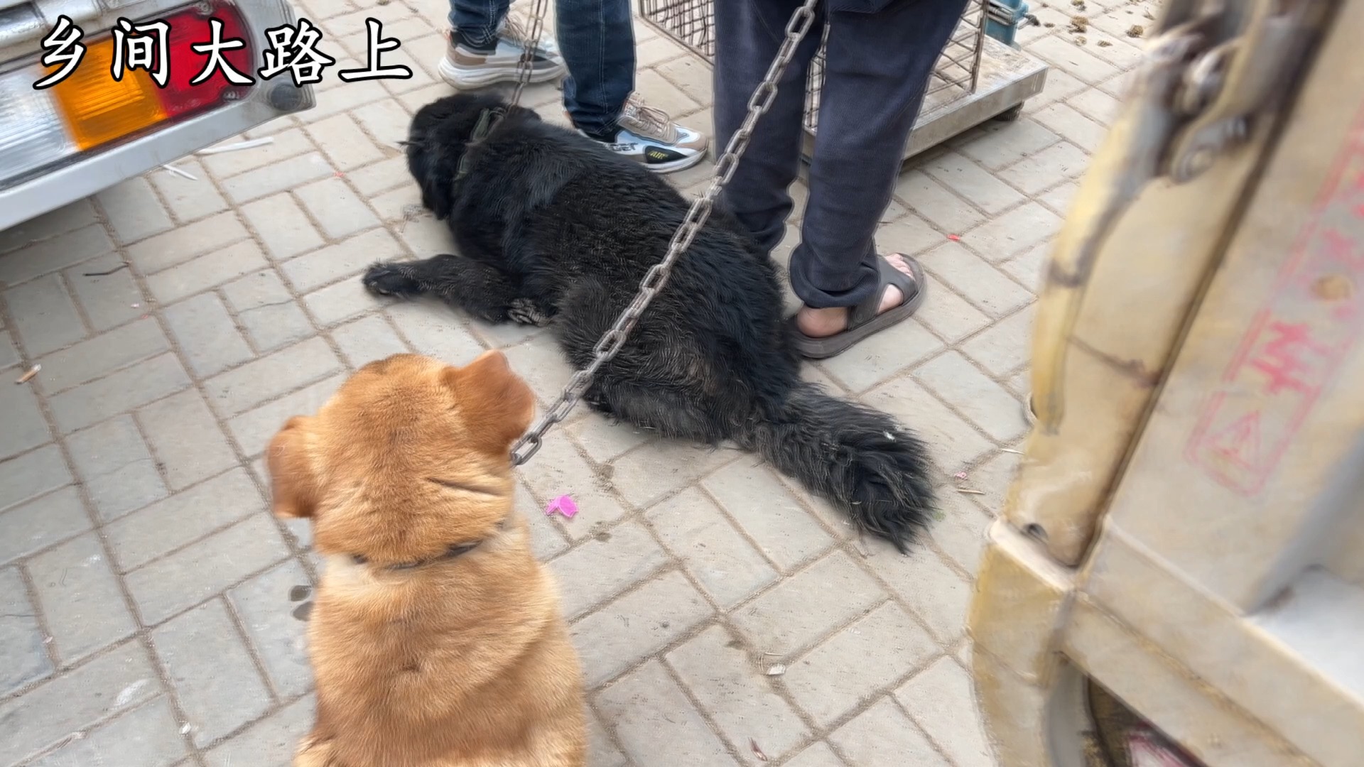 大黄狗咬人被主人狗肉车,铁夹子钳住一声不叫很淡定,这狗很渗人