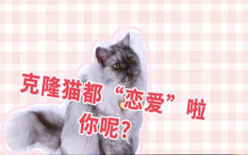 [图]“我恋爱啦！”青农大克隆猫“官宣”男友花卷