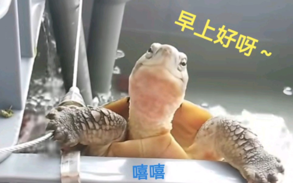 乌龟探头表情包图片