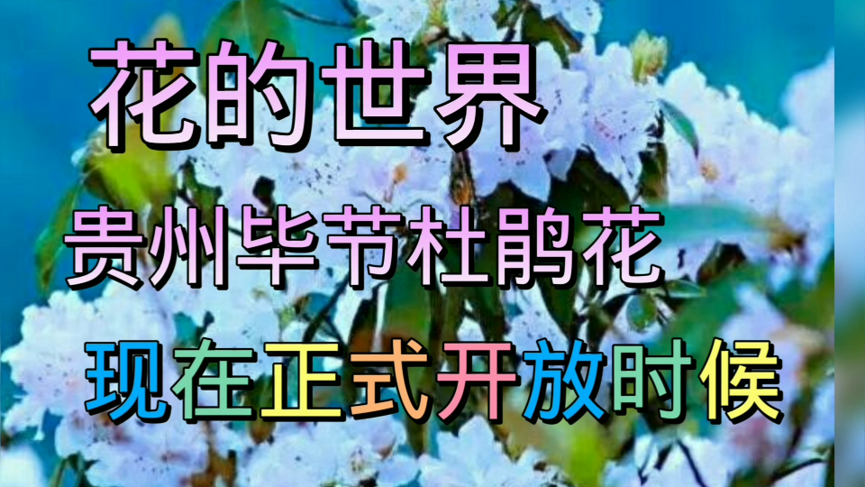 [图]贵州百里杜鹃花现在正开放，现在不去就晚了