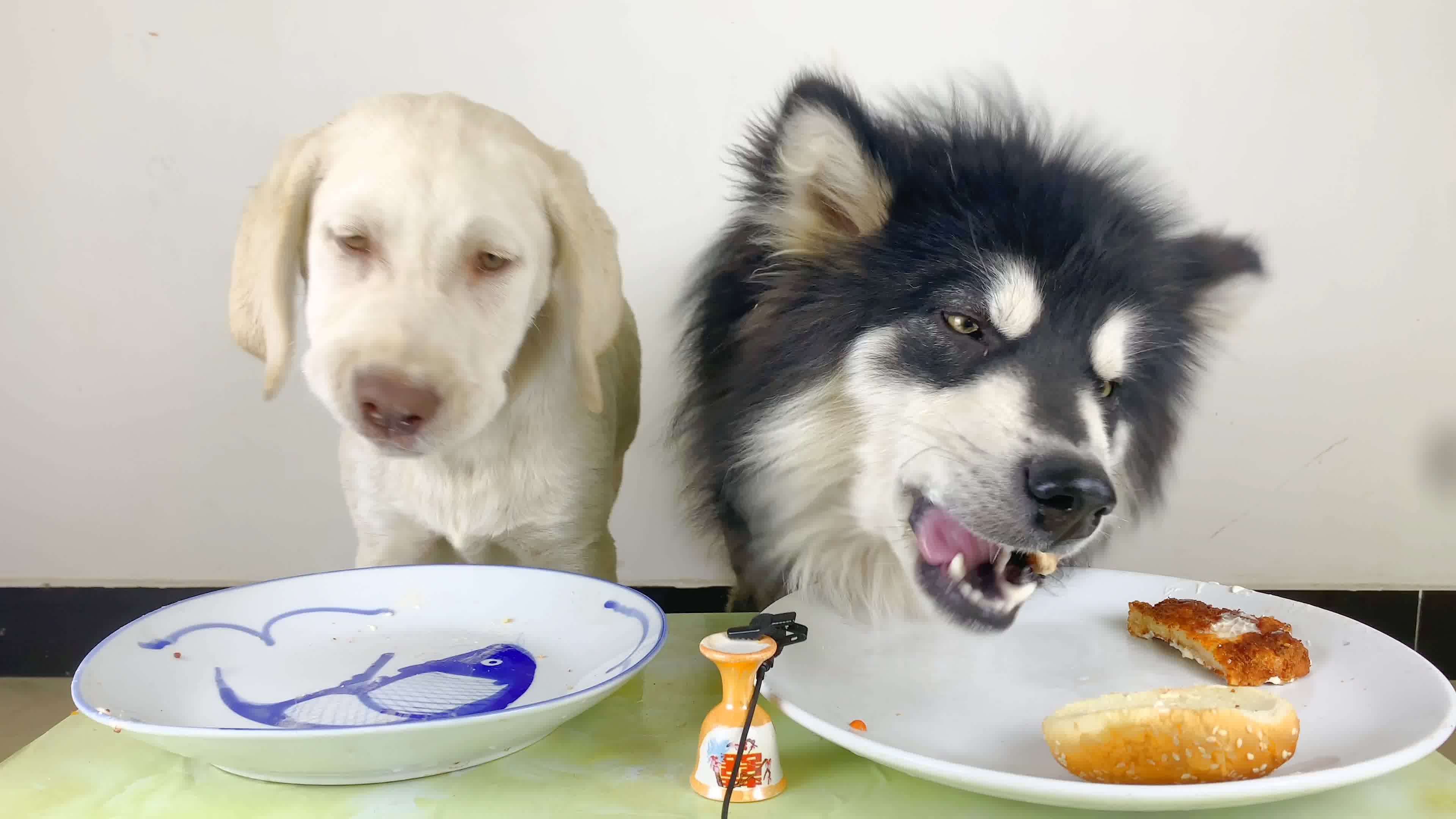 宠物吃播 大壮看朵拉吃汉堡居然看懵了