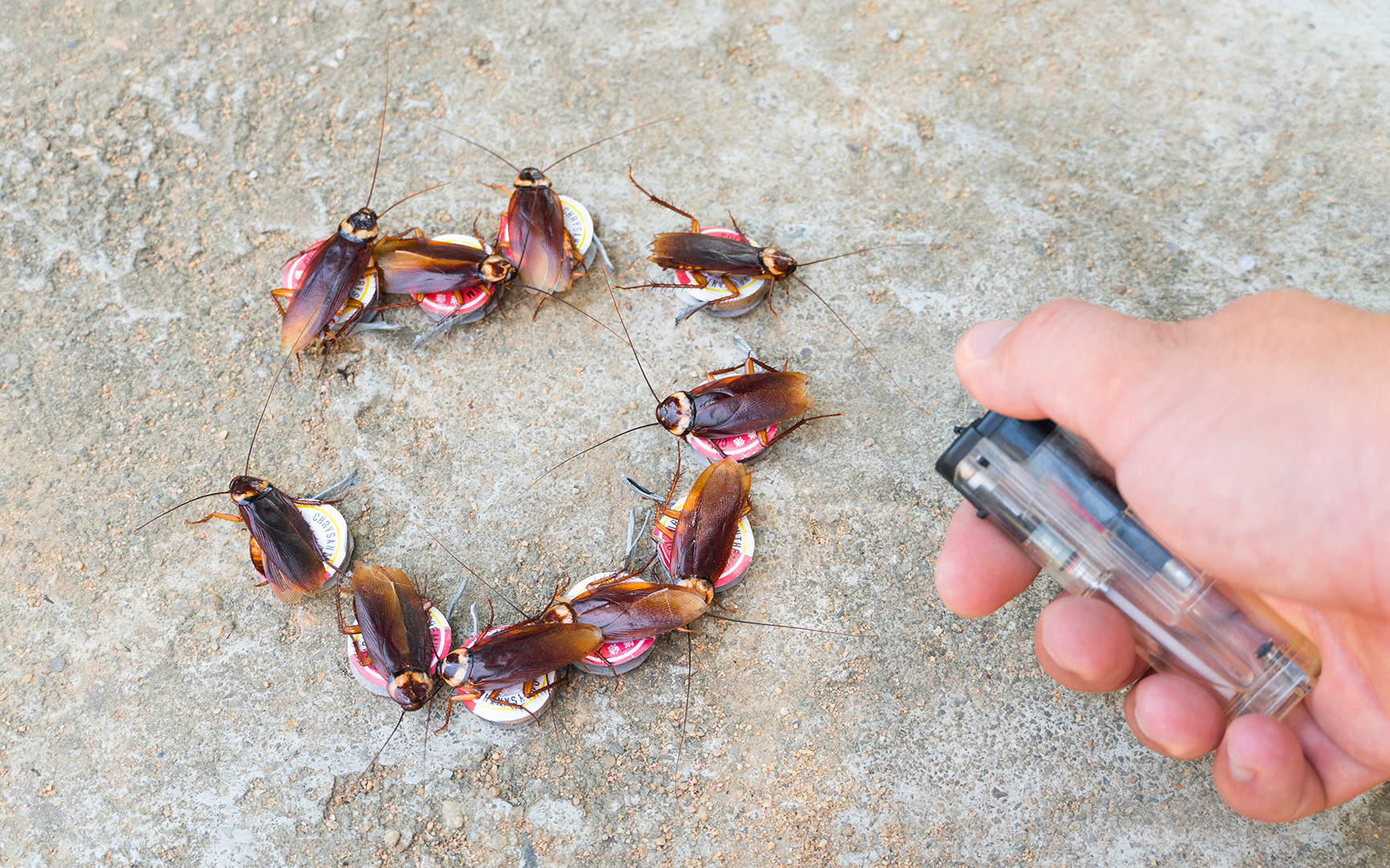 将10个"蟑螂"粘在"旋转烟花"上,会发生什么呢?_哔哩哔哩_bilibili