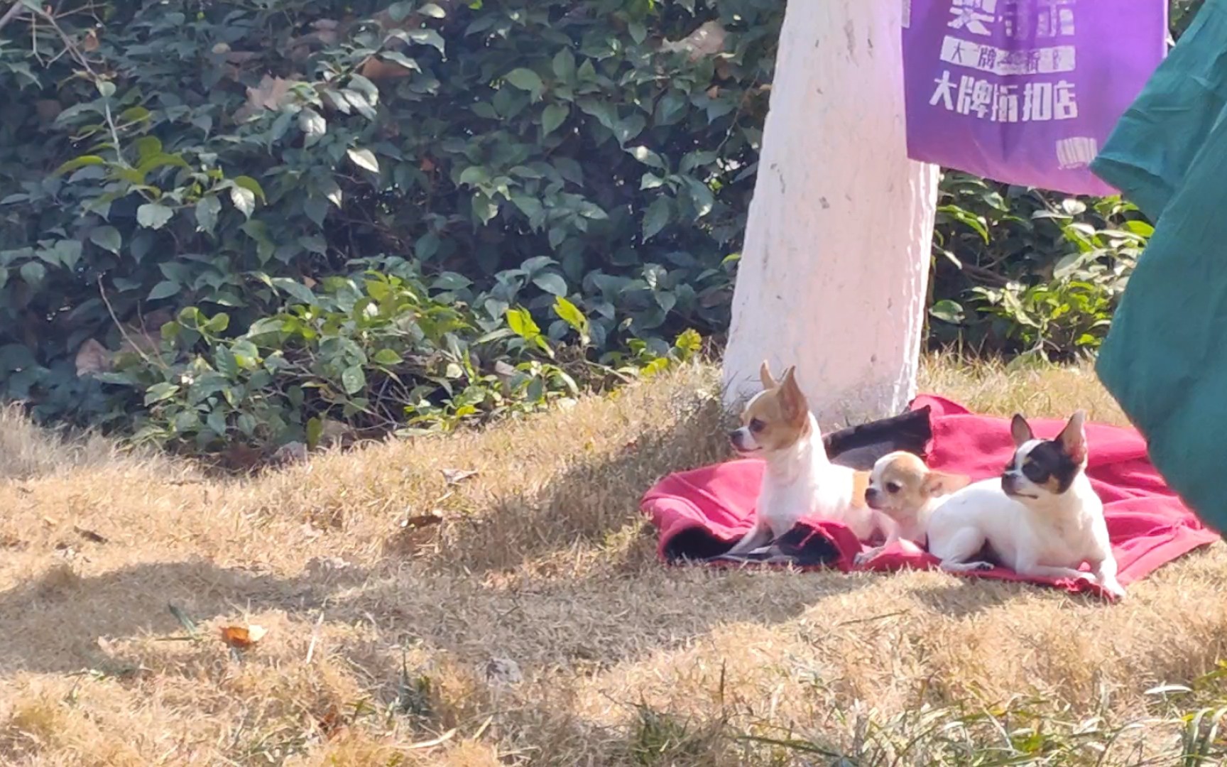 三只吉娃娃,小黑狗灰溜溜的走了