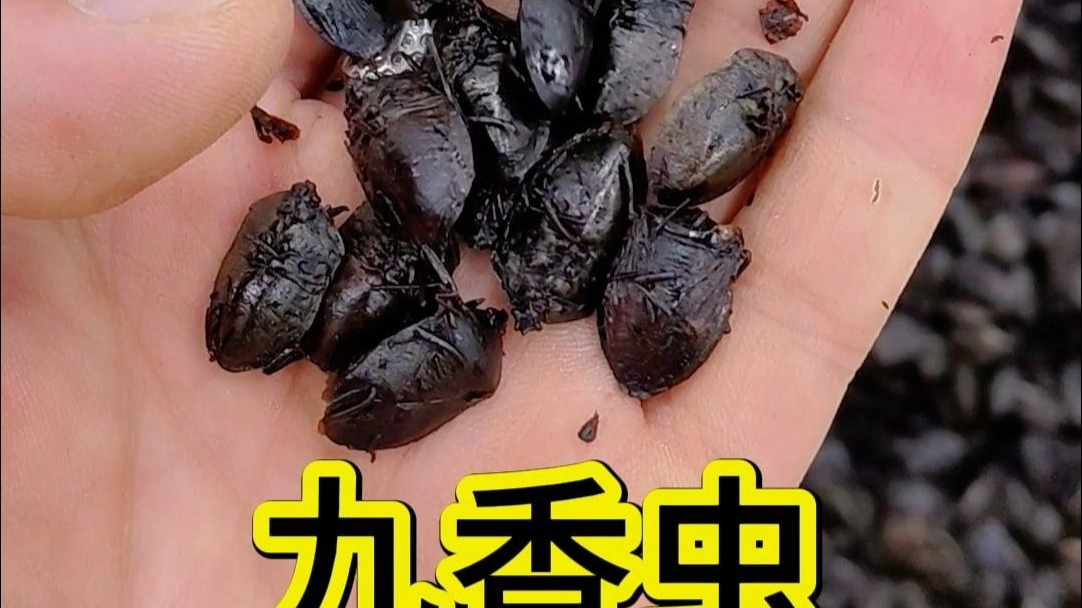 温肾止痛的冷门狠角色, 今天,带大家去康美中药城看看九香虫