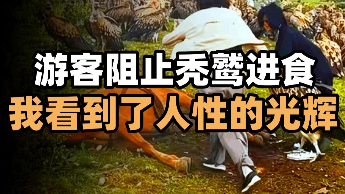忍一时腐肉难寻，退一步满山尸臭，谦让的秃鹫和兀鹫