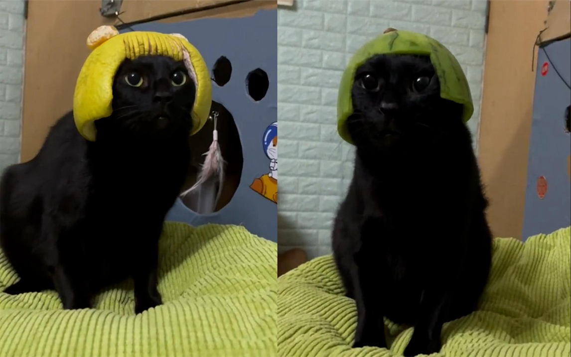 男子给猫咪戴上自制头盔,猫咪瞬间变得不聪明了跟着猫咪去冒险