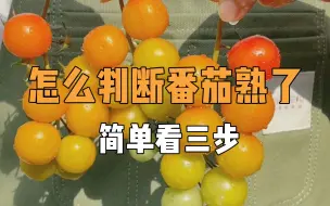 Download Video: 阳台种植｜如何判断番茄熟了？简单看三步。