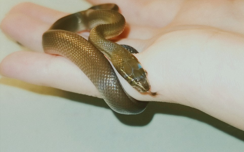 【绿屋蛇】开箱一对貌美的小绿屋