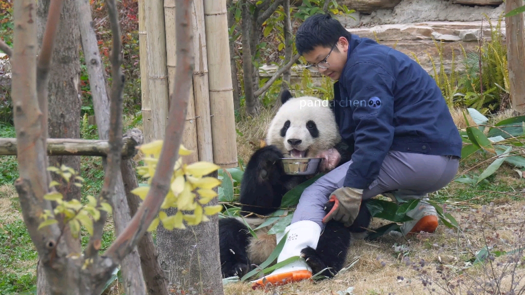 [图]【大熊猫北辰】北辰想奶爸陪着它吃饭，把奶爸抱的可紧了