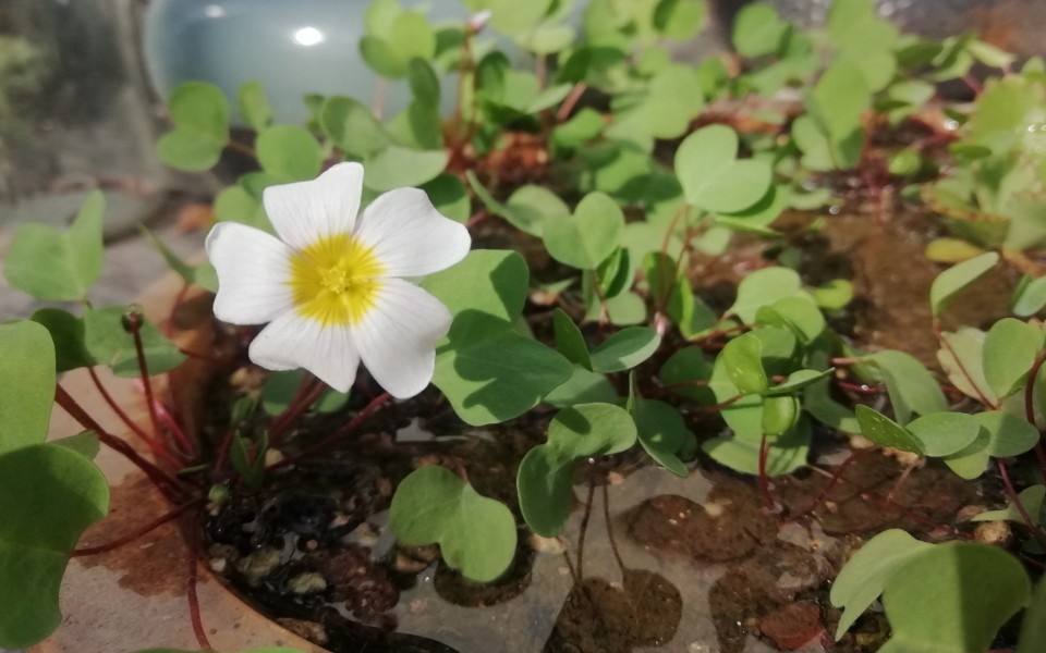 酢浆草一片心收球