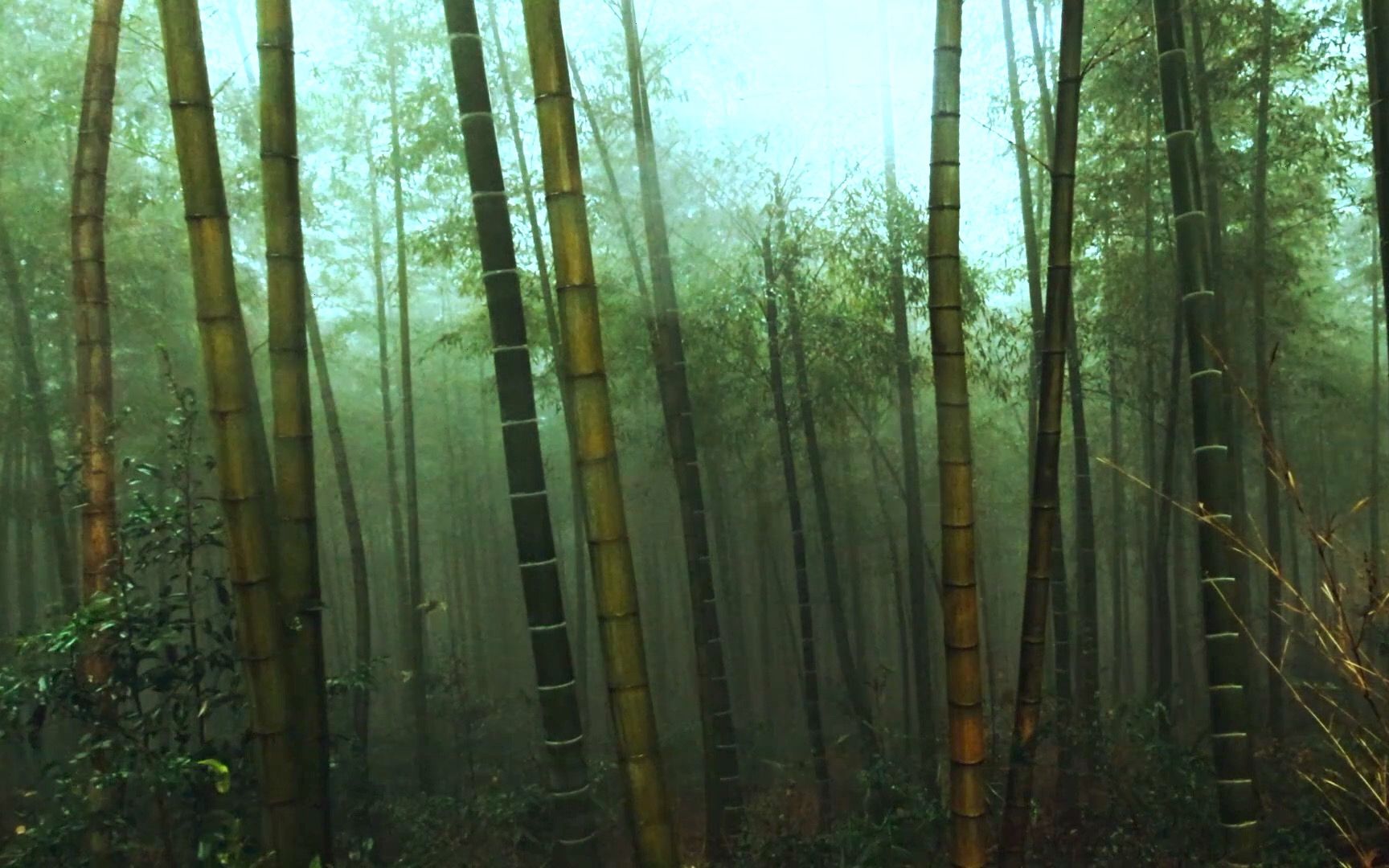 [图]【白噪音】雨聲和風聲 Relaxing Sound of Rain and Wind in Bamboo Forest/ 薄霧竹林中的自然聲音 有助於睡眠 放鬆