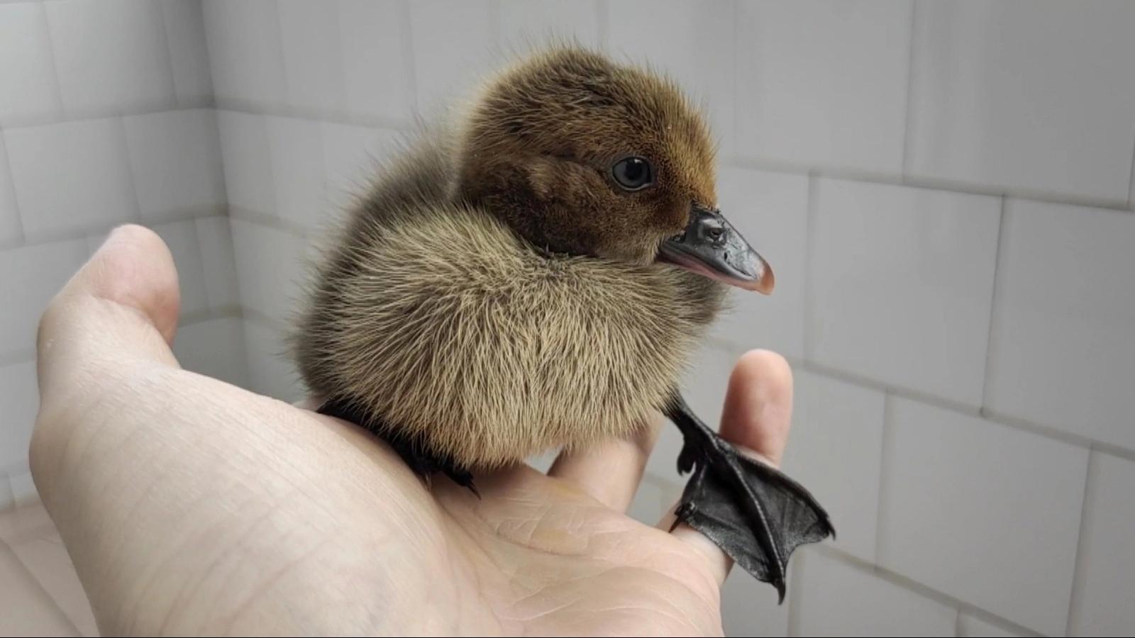 10元买了一只"小黑鸭"鸭嘴和鸭掌都是黑色的,体型不大非常乖