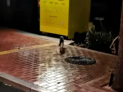 Download Video: 小猫不懂下雨 以为是自己的眼泪