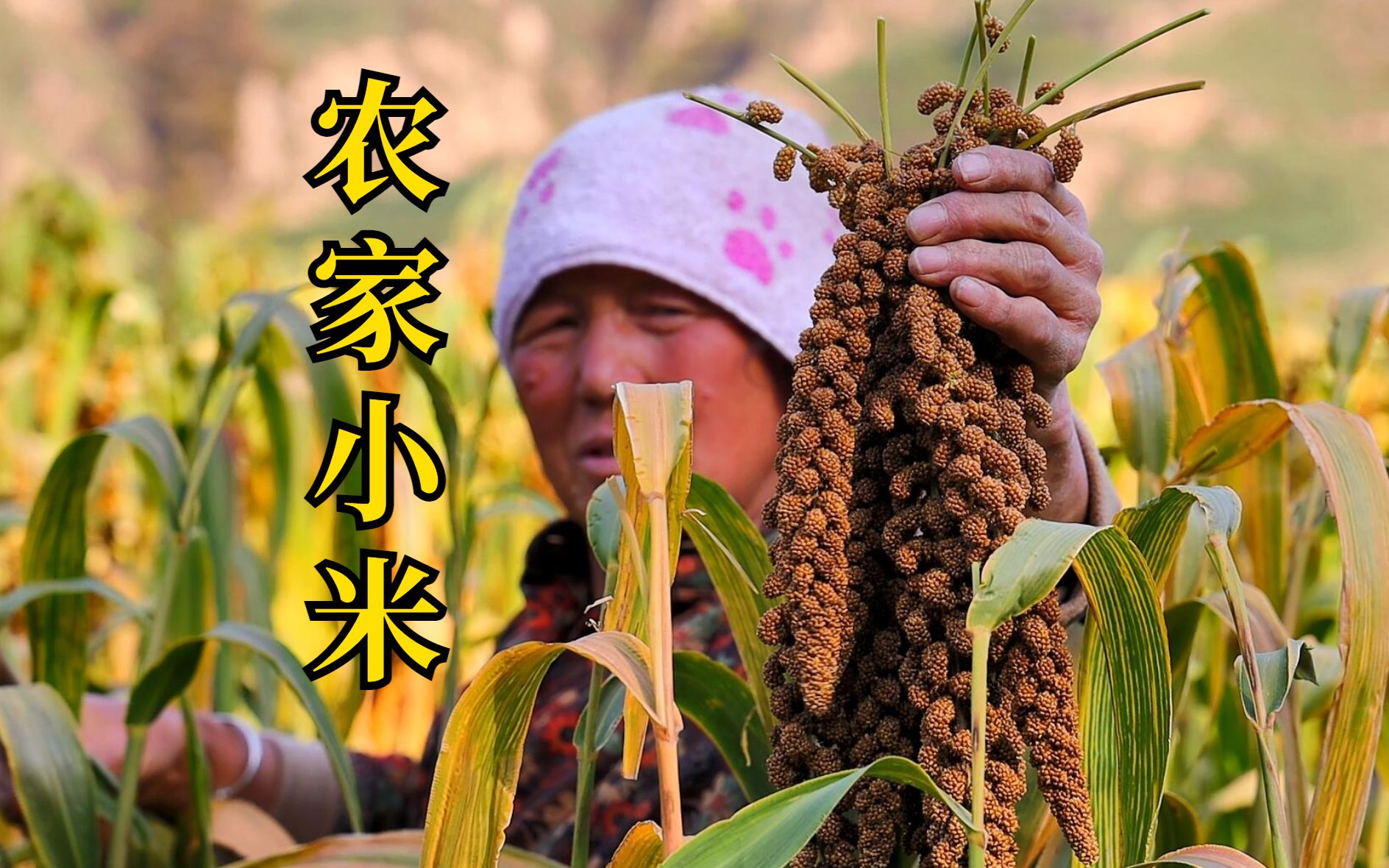 农家小米成熟了,米穗饱满,纯天然的美食