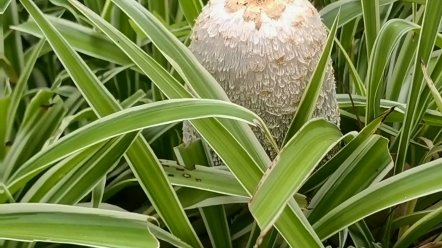 【野生菌】墨汁鬼伞