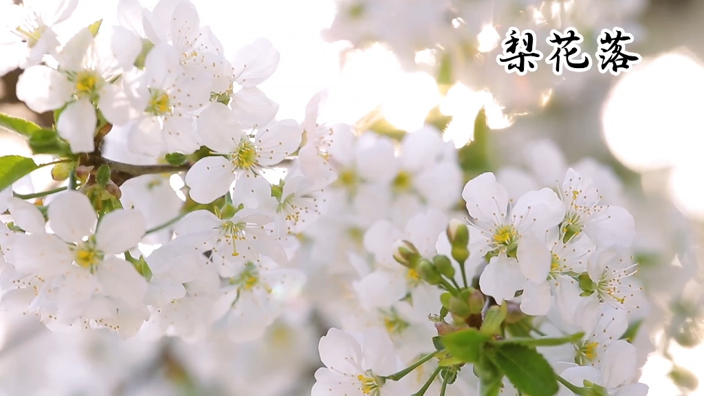 [图]《梨花落》，电视剧《寂寞空庭春欲晚》插曲