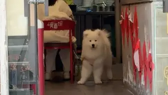 妈，你好像打错狗了