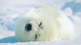 海豹 一只竖琴海豹的诞生 哔哩哔哩 Bilibili