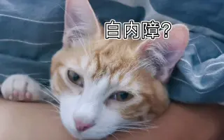 猫白内障_ 搜索结果_哔哩哔哩_Bilibili