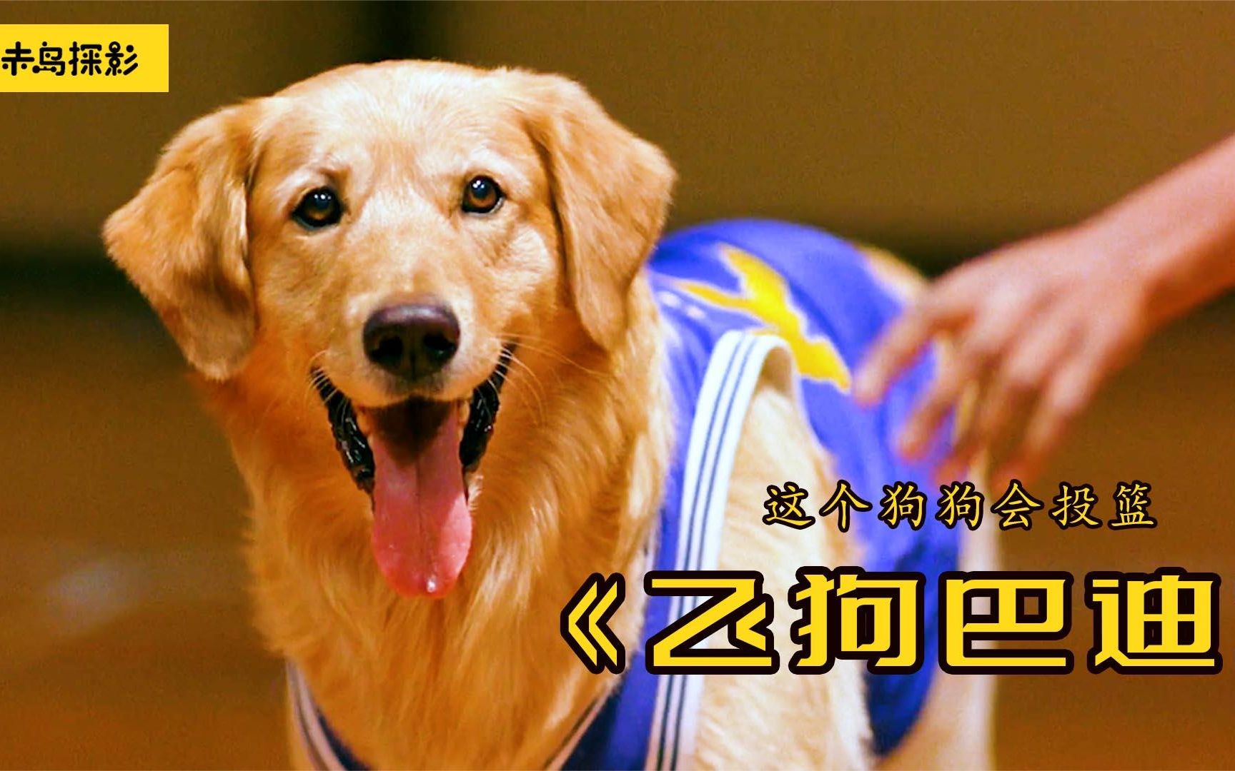 狗狗称霸篮球场,百发百中,带领球队夺冠《飞狗巴迪》