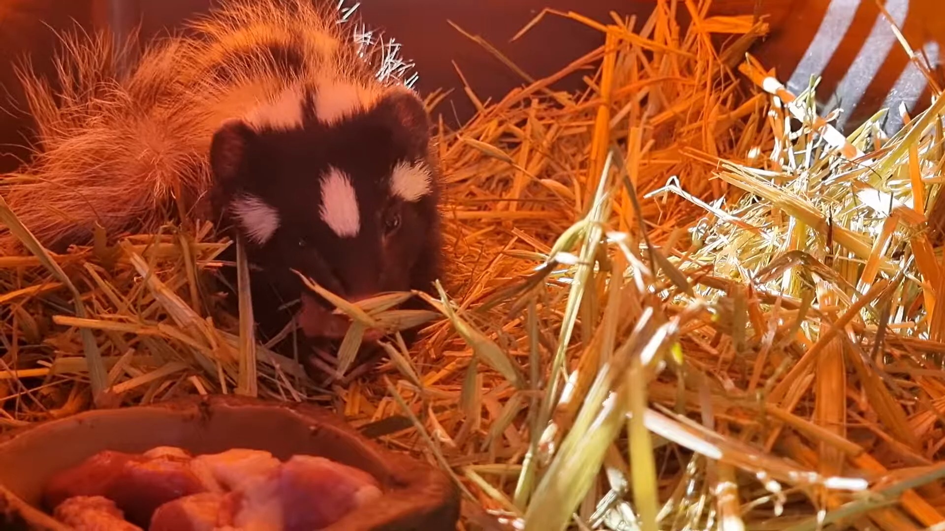 冷门鼬科,非洲艾虎,发出叫声