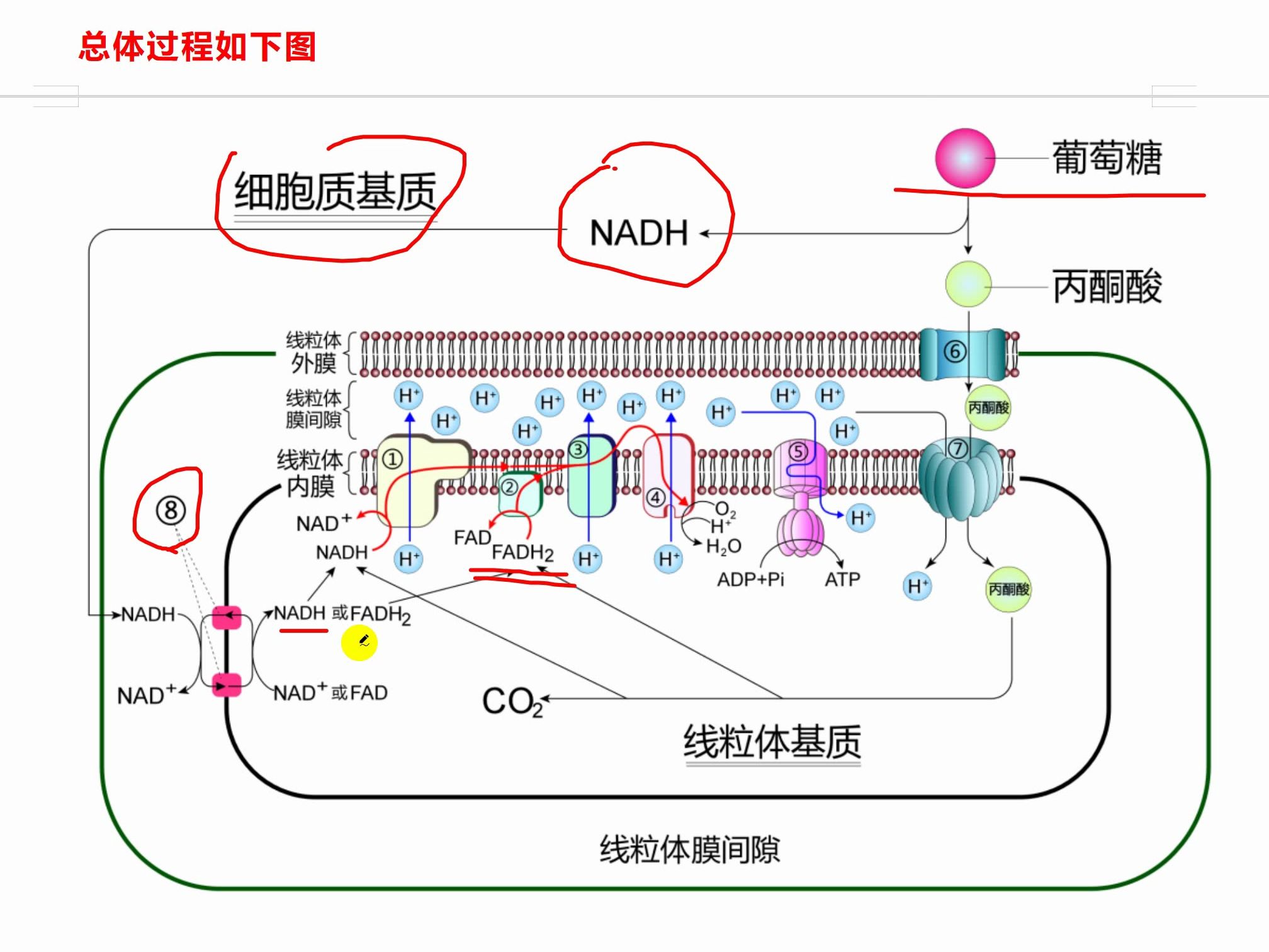 图解细胞呼吸和线粒体哔哩哔哩bilibili