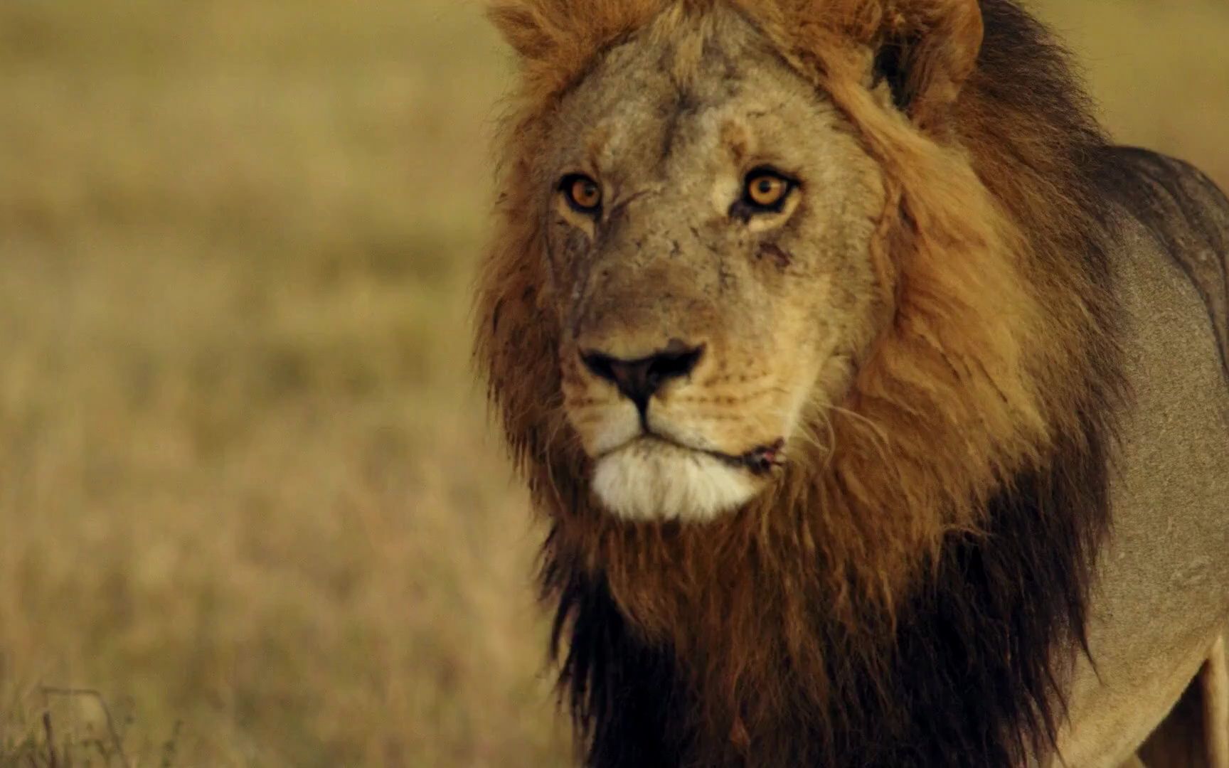 狮王瑟柯卡马被猎物和狡猾女王诱惑,背信弃义另择新欢!