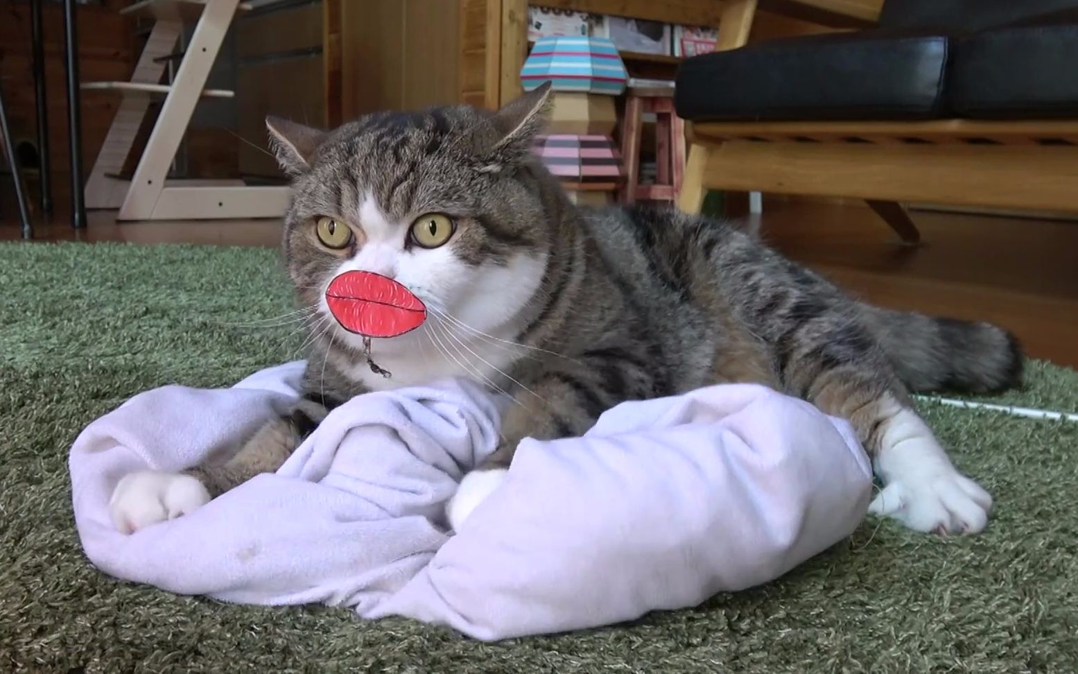 猫咪:看到朕的烈焰红唇没有,是不是很性感!