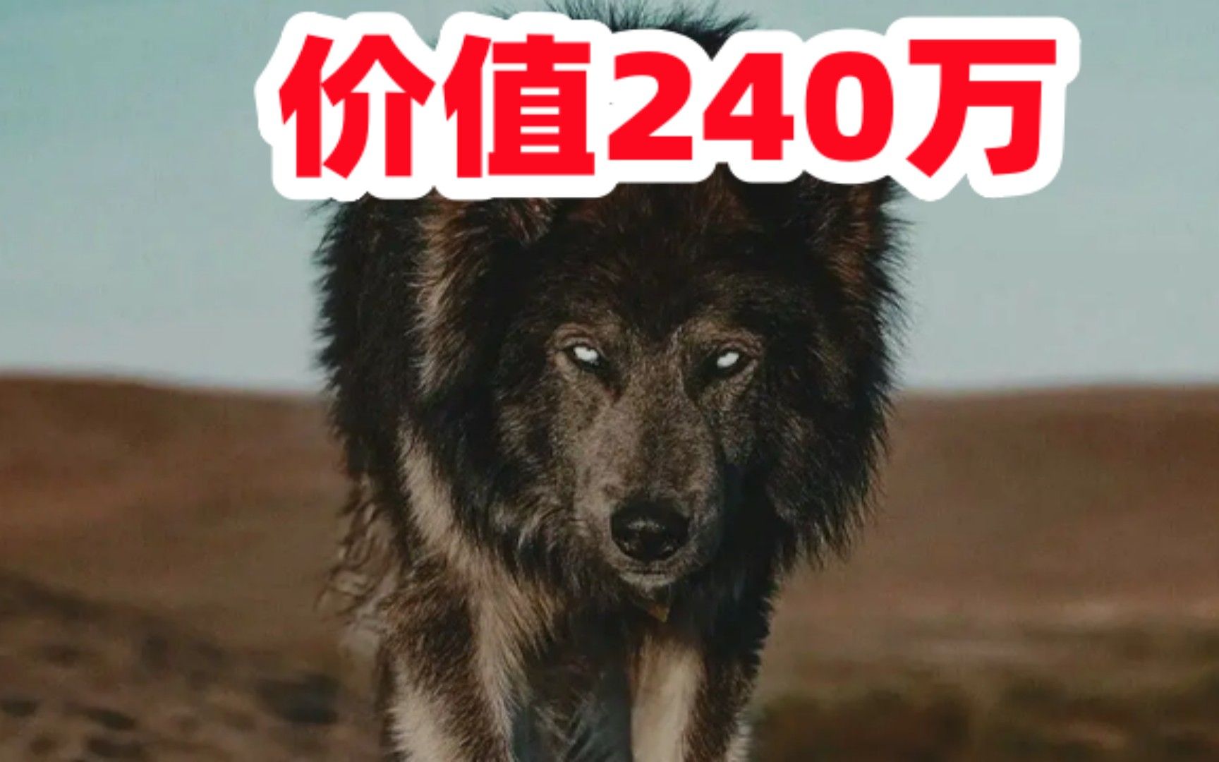 240万元的蓝湾牧羊犬,被国内犬舍复刻出来,看看多威猛哔哩哔哩bilibili