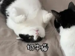 Скачать видео: 有奶有牛才是纯正奶牛猫——《奶牛猫之歌》