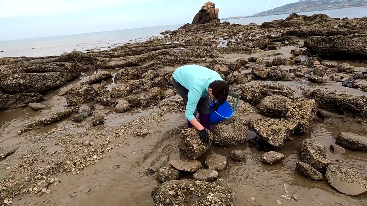 皮皮赶海捅了大鳗窝,五颜六色盘在一堆,今天有吃有喝有钱赚了_哔哩
