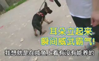 德牧立耳 哔哩哔哩 Bilibili