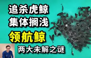 Download Video: 领航鲸为何会追杀虎鲸？海洋里最大谜团，搁浅全过程首次视频记录