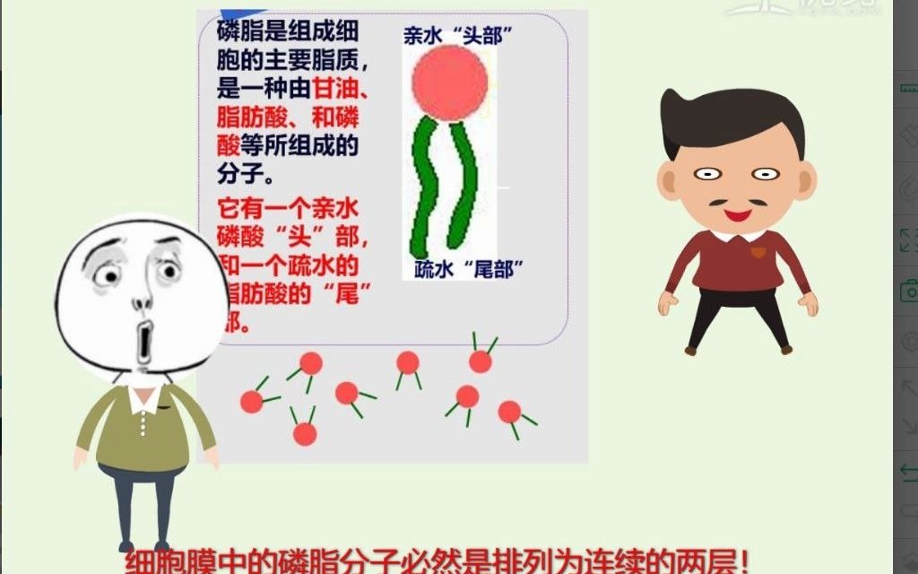 磷脂分子的探究1哔哩哔哩bilibili