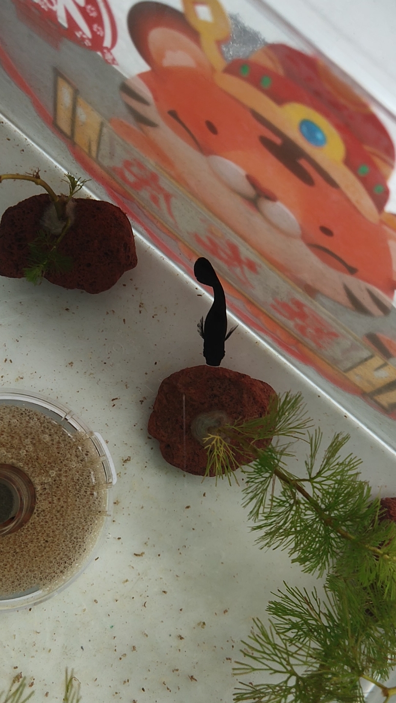 我的这条"黑玛丽鱼"71她的五个孩子竟然没有一个长得像母亲的,这条