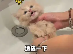 Download Video: 小猫咪有喜欢的吗