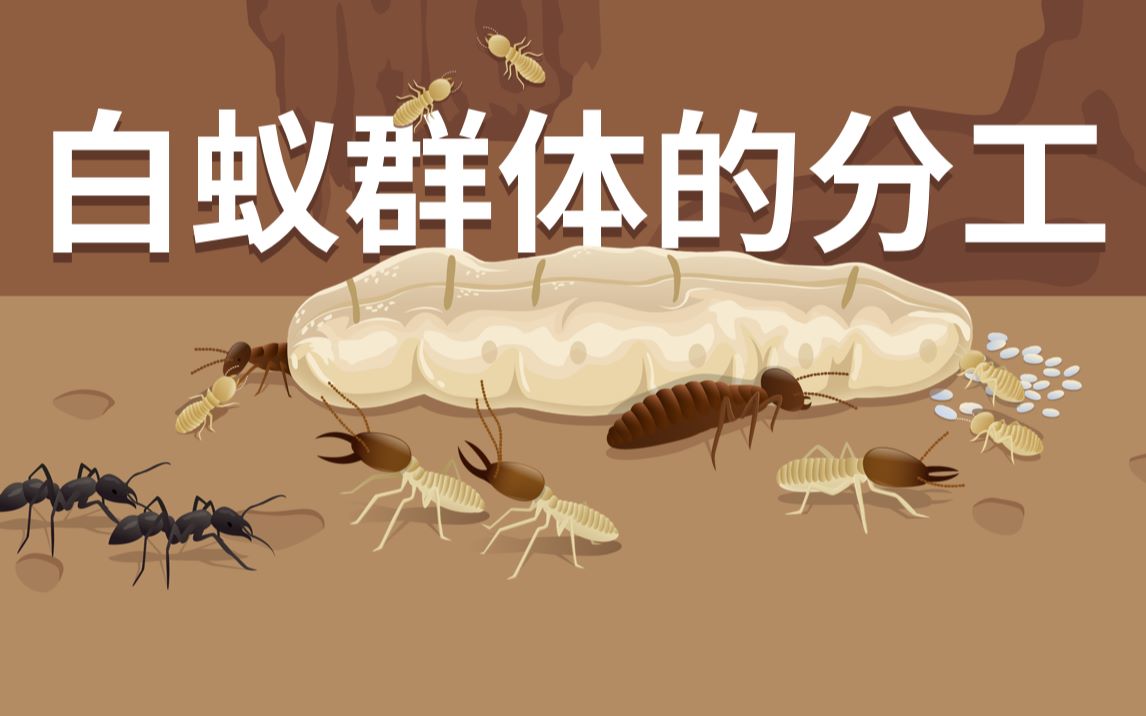 蚂蚁群体的分工图图片