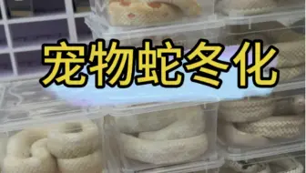 宠物蛇冬化